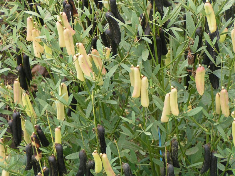 Crotalaria (New) Biovision Home.